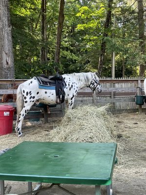 One of their beautiful horses