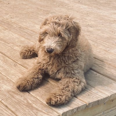 Cuteness overload!  Puppies love to play at Lucky's!