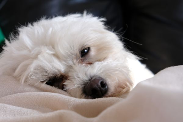 Puppy getting ready for a nap.