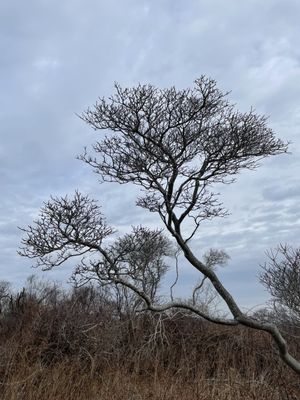 Love the stark trees scattered about