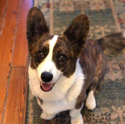 Client dog Dexter, a Cardigan Welsh Corgi.