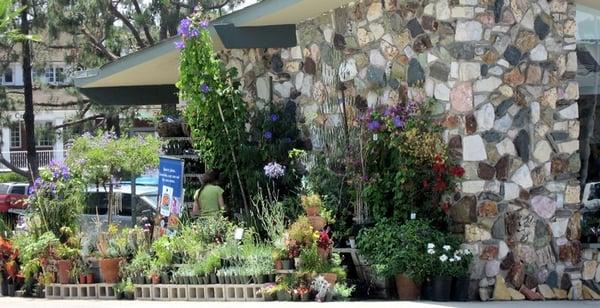 Coastal Sage Gardening