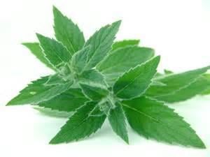 Many plants, such as peppermint, have pesticidal properties.  At New World we use a variety of natural products to keep you p...