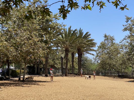 Palm trees at the dog park, only in SoCal