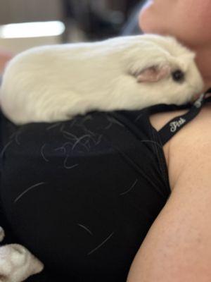 Marshmallow (our guinea pig)