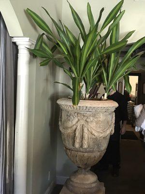 Beautiful, massive plant