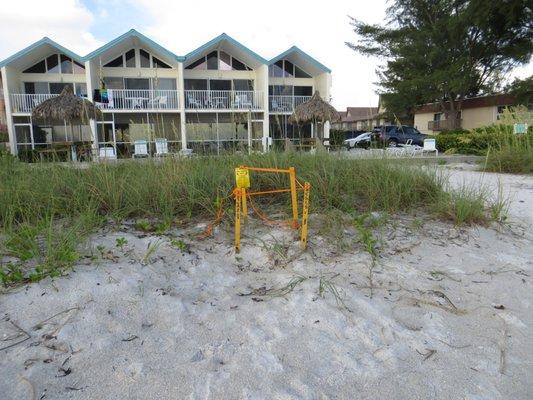 Sea Turtle nests happens every year close to The Coconuts Resort.