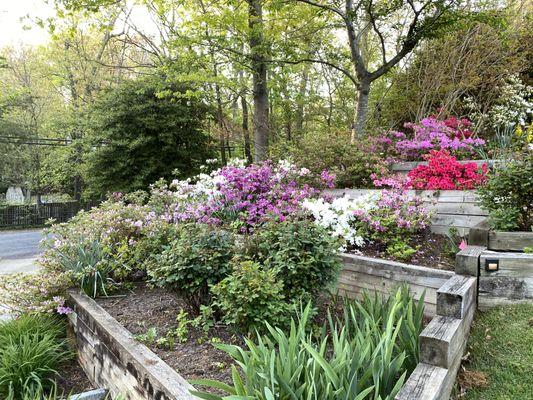 spring mulch in terraced gardens (west side of house)