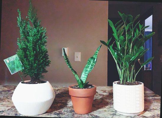 European Pine Tree + Planter, Snake Plant, ZZ Plant + Planter all from Beno's! (terra cotta planter from my stash)