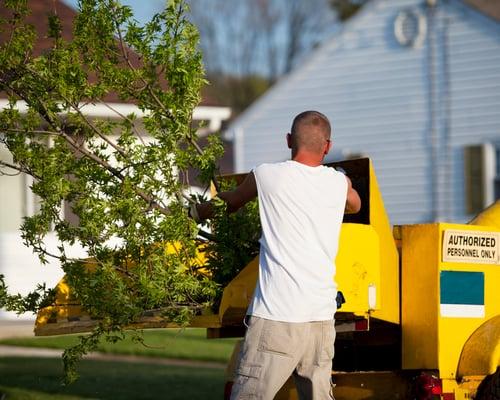 Tree Removal in Osceola