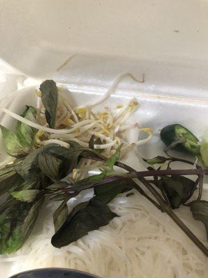 Noodle with basil and sprouts for P1. Pho Dac Biet