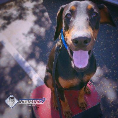 Shadow the Doberman is showing us how to sit on an elevated place cot.  Great tool for distracting environments!