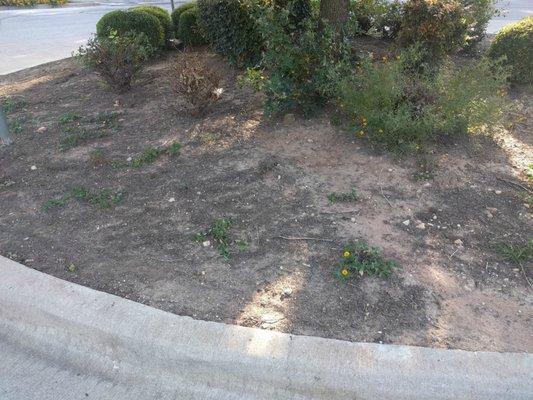 no landscaping at this traffic circle near an entrance to CAM managed property