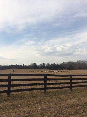 Beautiful late winter pasture