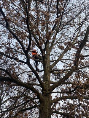 Victoria’s  Tree Care