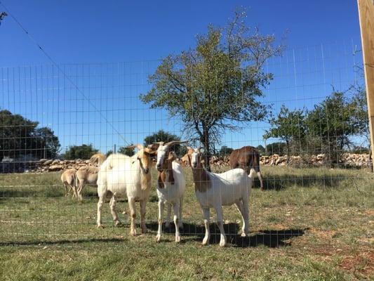 Our unique pet therapy animals. In addition to our donkey, goats and sheep we also have 3 longhorns.