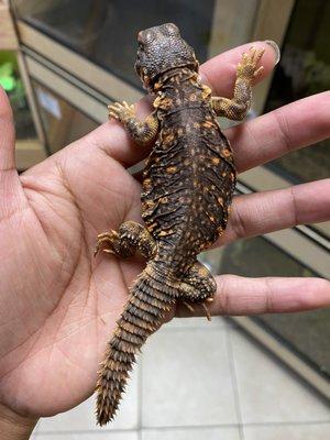 Red Uromastyx