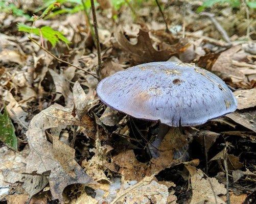 Indigo Milk Cap Mushroom, edible…allegedly.