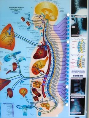 With correct spinal alignment, your nervous system functions at a more optimal level. This leads to increased overall health.