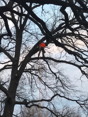 Pruning several Bur Oak Trees in Excelsior, MN.