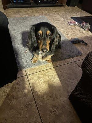 Long haired Dachshund named Plumpy lol