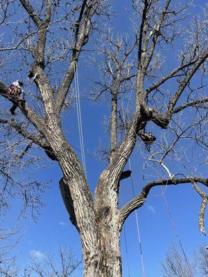 Benoit's Tree Care