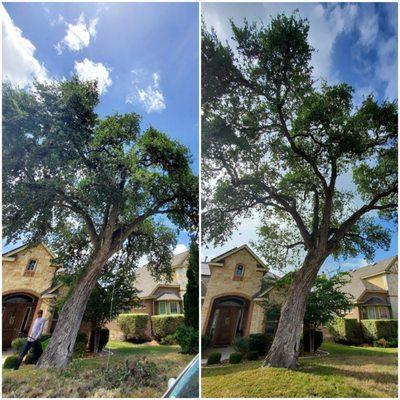 tree service - san antonio - live oak thin out