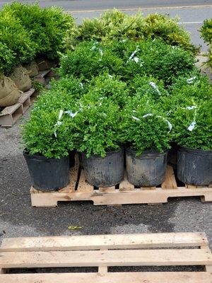 Deer Resistant Boxwood !!!!