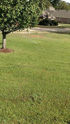 This sprinkler also won't pop up due to Deviney driving equipment DOWN FENCELINE, THRU YARD, OUT APPROX 2 FT FROM DRIVEWAY!