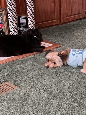 Sam the cat and Hobie the dog