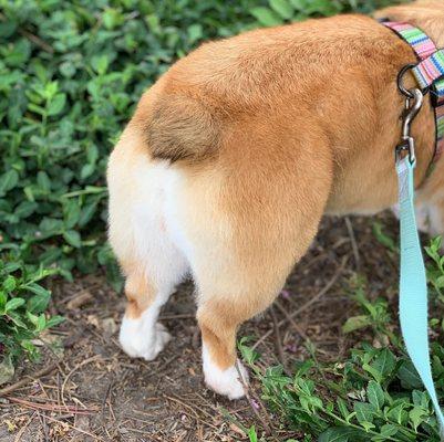 After corgi bum