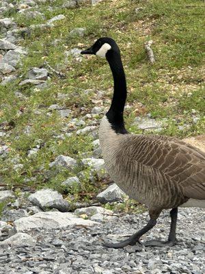 Geese that roam the park