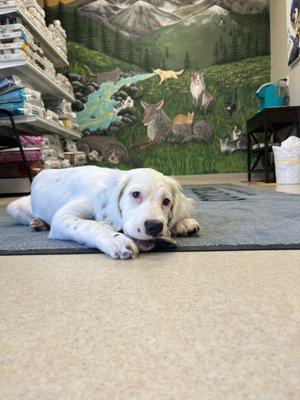 Our new clinic puppy - Perdita - enjoying a snack in front of the new mural!