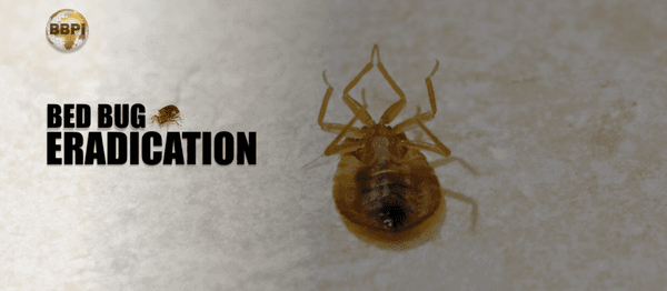 Bed Bug Protection International, LLC