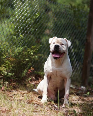 Universal K-9 Training Center