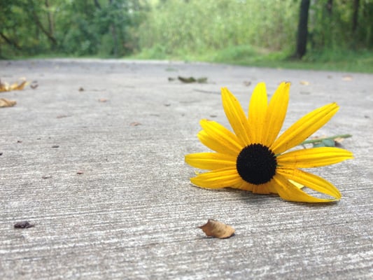 Pretty flower I found on a path.