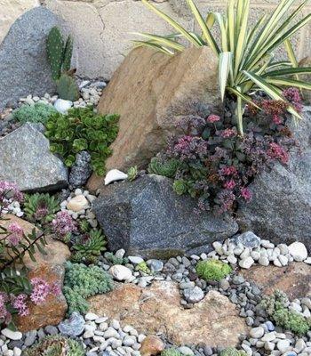 Succulent Garden