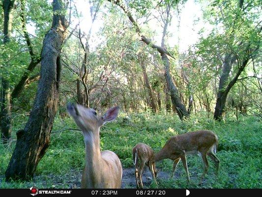 Iowa Deer Treats