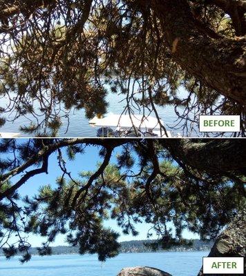 Before and after pruning of a Pine tree to open view of Lake Washington