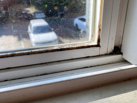 Mold growing in one of the window sills