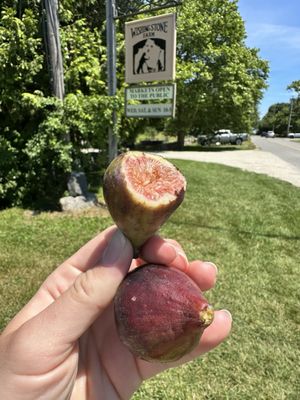 Fresh figs!