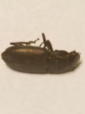 Flour Beetle