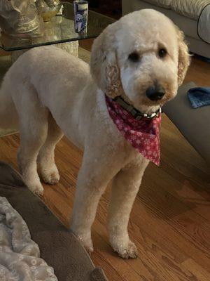 Our golden doodle after being groomed by Amanda. He looks awesome!