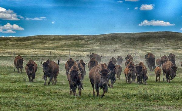 Our neighboring Terry Bison Ranch!