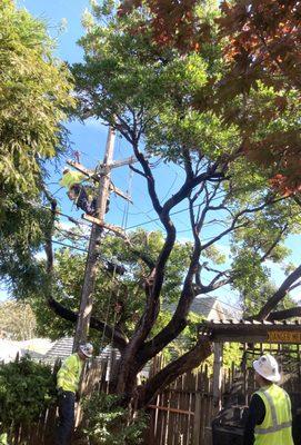 Formerly full and lush 50+ year old Madrone tree