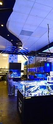 Coral tank and fish systems