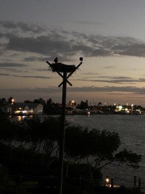 Osprey nest at sunset