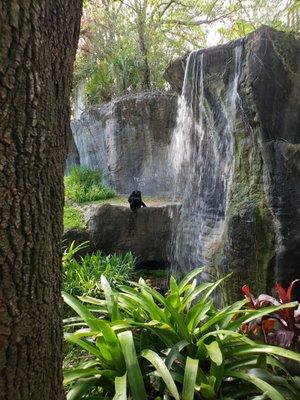 Chimpanzee hanging by the waterfall