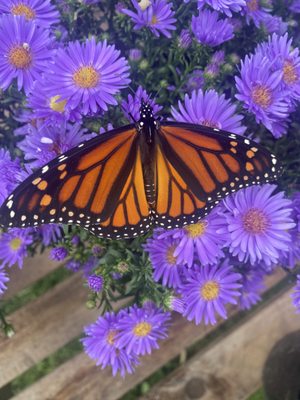 Monarch Butterfly