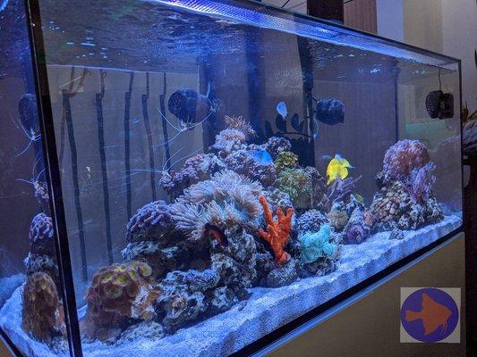 we specialize in Reef Aquariums